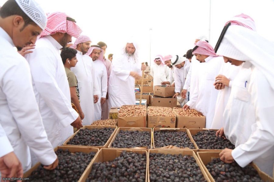 أكثر من 36 الف كيلوجرام حصيلة مبيعات حراج المدينة المنورة للتمور الجديد في يومه الأول