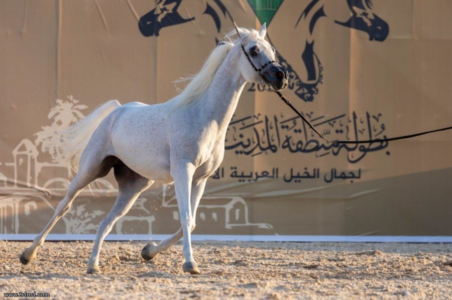 بالصور: بطولة الجمال في أرض الجمال