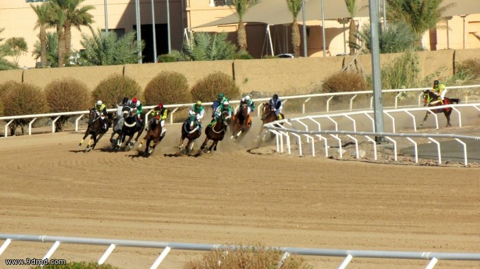 فروسية المدينة المنورة تنظم سباق ميدان الفروسية السادس على كأس هيئة تطوير المدينة