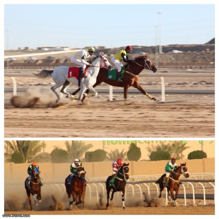 ميدان الفروسية يحتفي بحفله الثالث لسباقات الخيل 